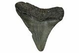 Juvenile Megalodon Tooth - South Carolina #353307-1